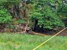 Wooded area for kids to play