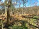 Woods