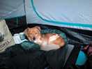 Pupper uimhir a dó loved their first time camping.
