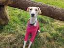 Lots of things for dogs and their humans to do