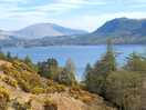 Cat bells
