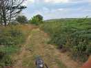 Nearby dog walk