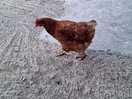 Daily visit from the chickens