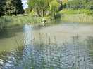 Pond in the meadow. lots of wildlife.