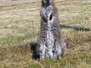 Wallaby