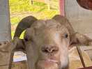 Friendly goats