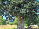 A beauriful old oak on the estate