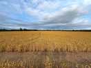 Wheat fields