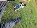 Playing ball in pitch plenty room for dog run around