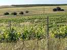 View in the vineyard where the fab wine is made