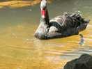 Black swans in dawlish