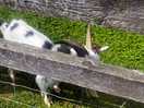 There’s a few animals on site