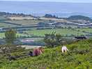 Taken from kit hill found the ponies ! perfect.