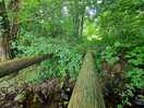 Log bridges over the stream.