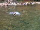 Dog loved cooling off