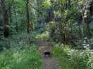 Woodland walk