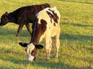 A walk with the animals