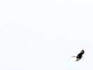 Birds of pray