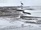 Severn heron