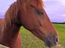 Friendly horses