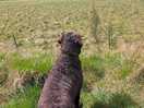 Dog walking area