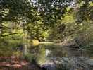 Pond in woodland