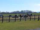 Beautiful horses in site