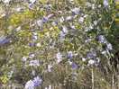 Wild and beautiful