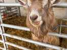 Cute goat