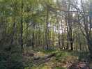 Walking through the woods