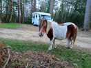 Lovely to have a visit from one of the many pony's.