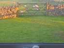The sheep coming to the gate