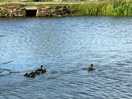 Ducklings