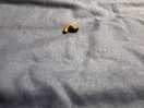 Caterpillar in one of the beds