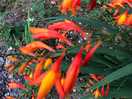Beautiful flora.