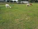 Just some of the alpacas to be foind on the farm.