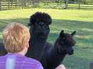 The curious alpacas!