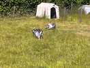 Goats