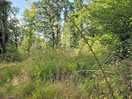 Nice trees