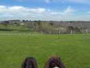 Happy spaniels