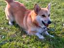 Corgi
