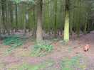 Wheldrake woods