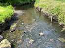 Walk to village from camaes bay, alongside hidden stream in woodland copse