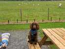 Bob enjoying his stau
