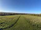Beautiful dog walking field