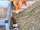 Puppy with cow