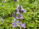 Bluebells all round you