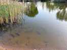 Carp