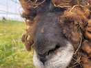 Farmyard friends