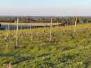 New hall vineyards on the walk to the pub